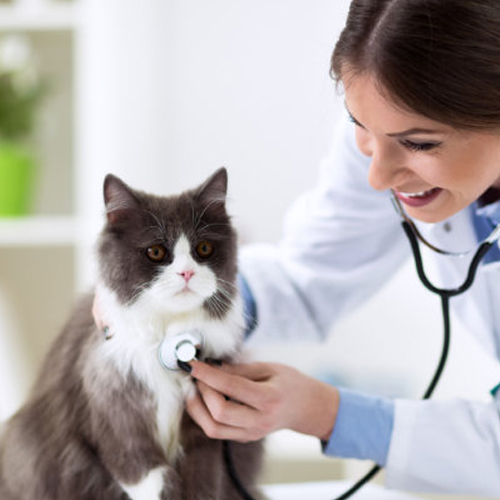 Consultas Veterinária em Caraguatatuba | Clínica Veterinária Vet Life