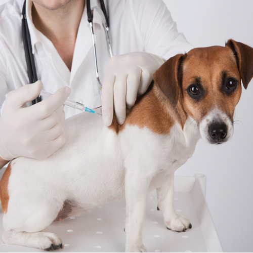 Vacinação veterinária em Caraguatatuba | Clínica Veterinária Vet life